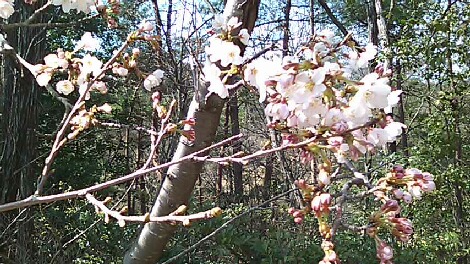 桜１