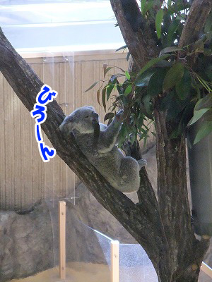 Bravo！ コアラとインドサイが最高～<b>金沢動物園</b>
