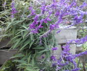 1210-lavender.jpg