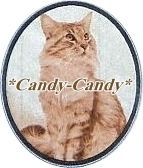 Cattery *Candy-Candy*
