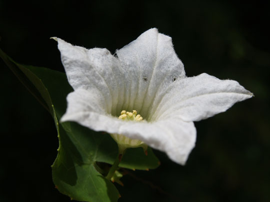 タイ原産の白い花