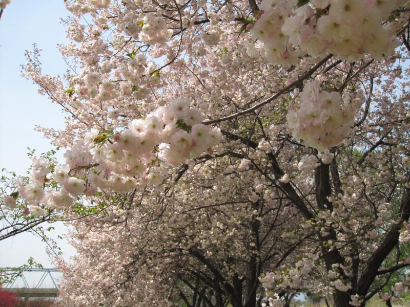 八重桜の並木