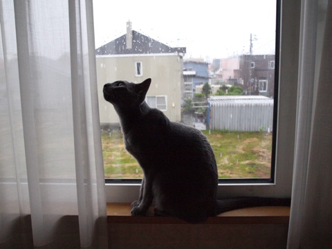雨の窓辺02(2011.07.04)