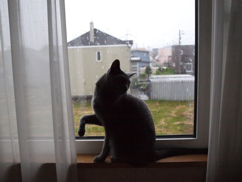 雨の窓辺06(2011.07.04)