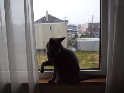 雨の窓辺07(2011.07.04)