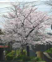 10桜
