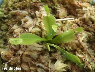 食虫植物のハエトリグサ