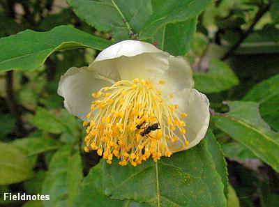 この秋最初のお茶の花と蜜を探しているアリ