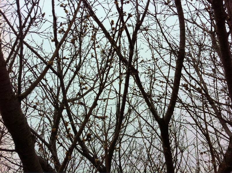 240116　桜の木2