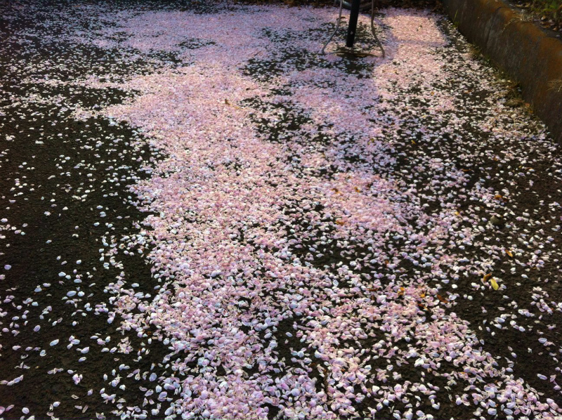 20120416桜2