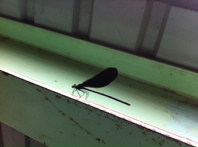 20120823黒い蜻蛉