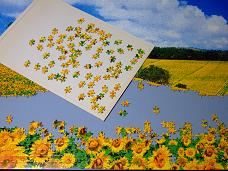 jigsaw_SunflowerFieldUmbria_2016_015
