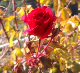 The Rose Bush