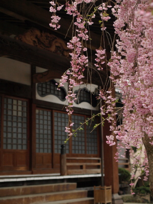 阿弥陀寺と桜