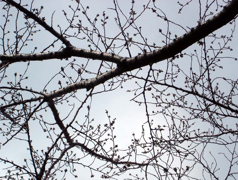 3月19日桜の様子②