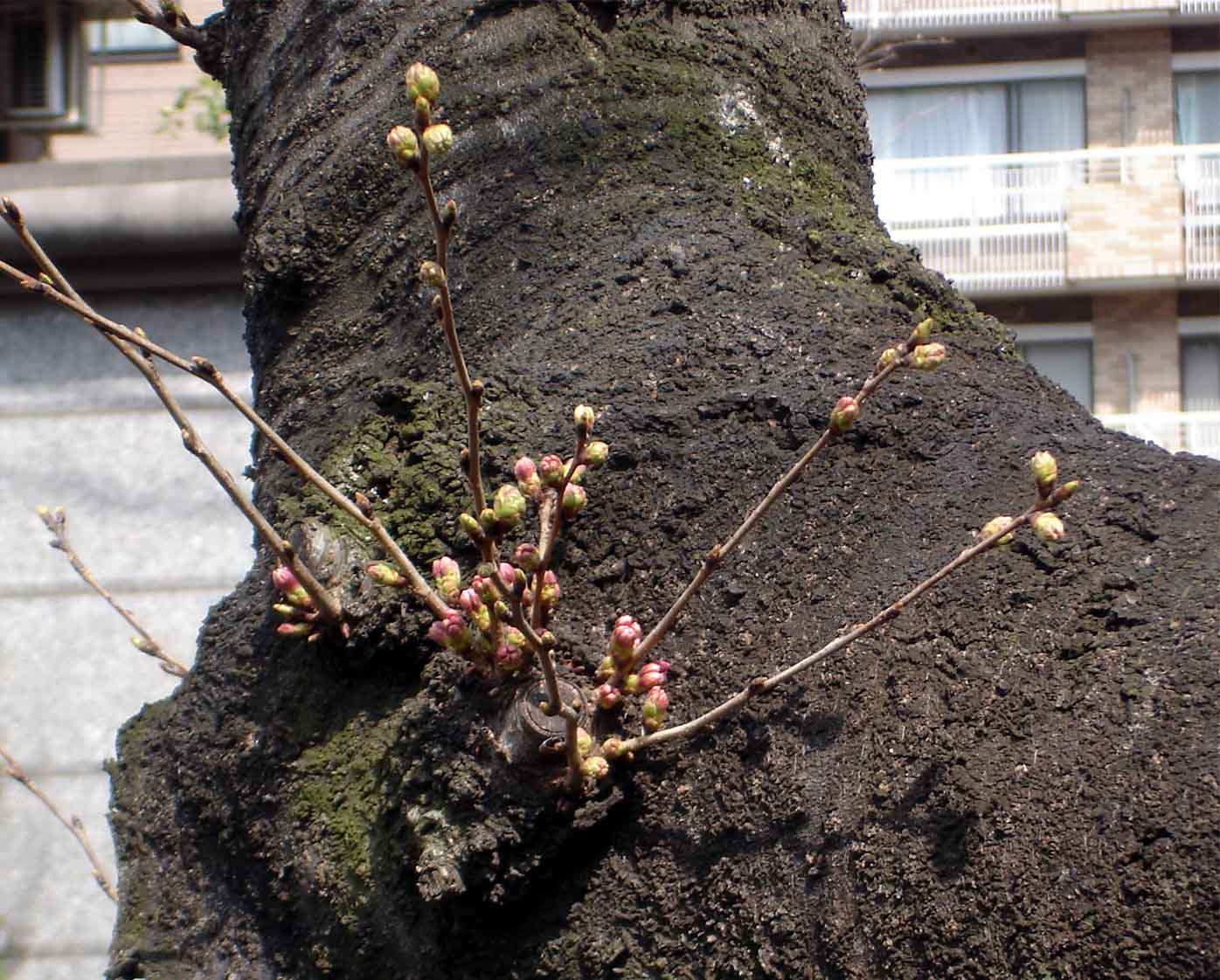 3月19日桜の様子④