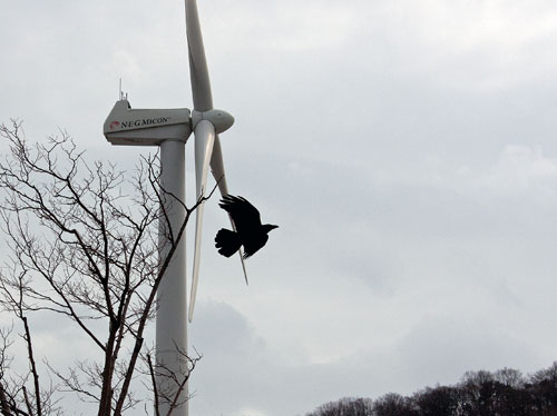 風力発電と鴉
