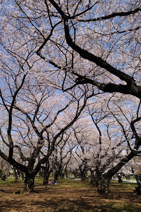 文京桜巡り⑤～小石川植物園（前編）