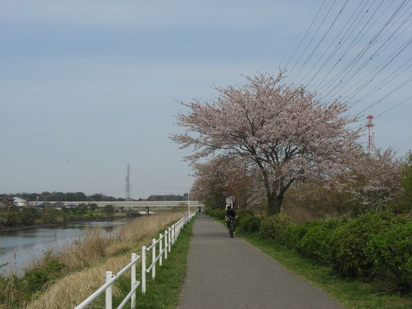 花見川千本桜緑地。奥の橋は京葉道路。