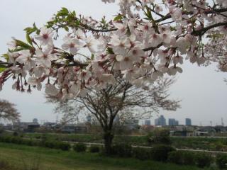 桜の花。背景は幕張新都心の高層ビル。