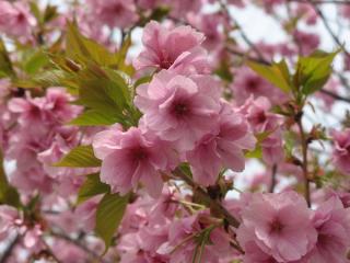 八重桜も満開だった。