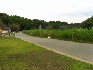 柏井橋の先にある花島公園。