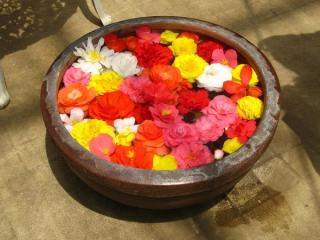 水を入れた器に敷き詰められたベコニアの花