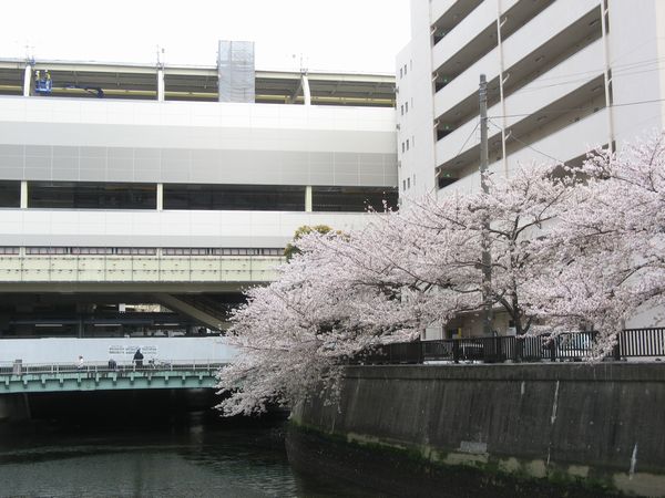 吞川沿いの桜の花と新しい京急蒲田駅