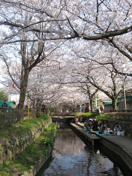 宿河原駅近くの二ヶ領用水。桜が川の上を覆い尽くしている。