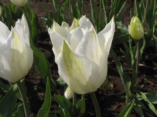 白色（品種名：ホワイトトライアンフェイター）。まだ咲き初めで若干緑色の部分が残っていた。