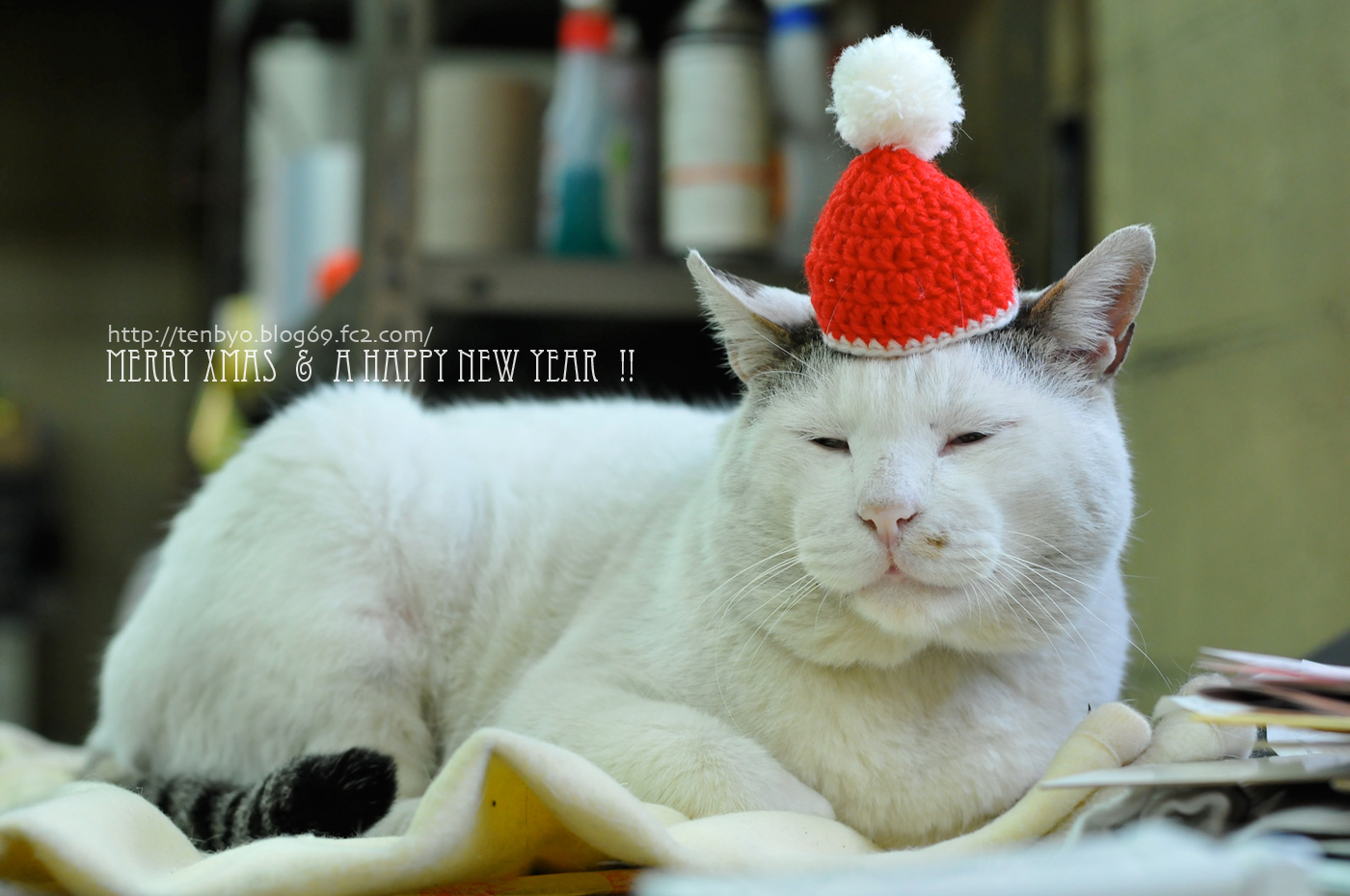 点猫 Blog 大阪の日曜猫写真家の猫写真平太から 季節のご挨拶